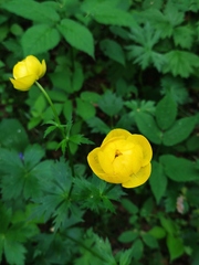 Trollius europaeus