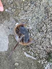 Tachypleus tridentatus