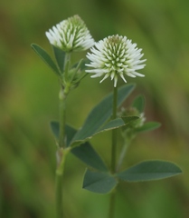 Trifolium montanum
