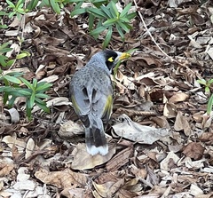 Manorina melanocephala
