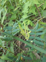 Galega officinalis