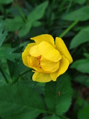 Trollius europaeus