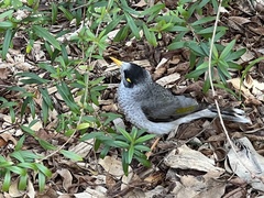 Manorina melanocephala