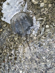 Tachypleus tridentatus