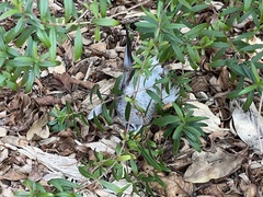 Manorina melanocephala