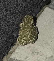 Bufotes viridis viridis