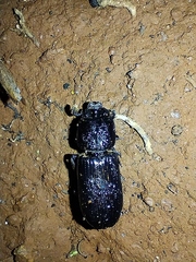 Melanimonini