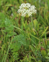 Selinum carvifolia