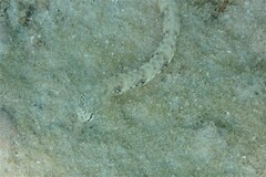 Corythoichthys schultzi