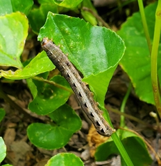 Noctuidae