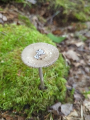 Amanita rhacopus