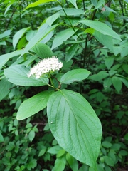 Cornus alba