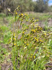 Senecio queenslandicus