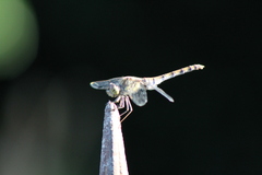 Sympetrum striolatum