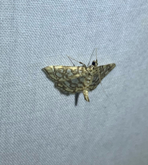 Lygropia rivulalis