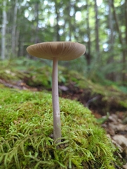 Amanita rhacopus