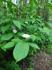 Cornus alba