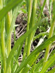 Senecio queenslandicus