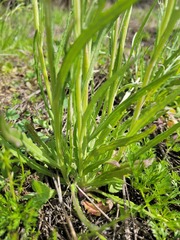 Senecio queenslandicus