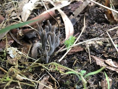 Clavulina cinerea