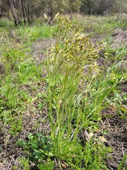 Senecio queenslandicus