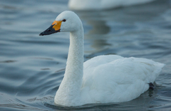 Cygnus columbianus bewickii