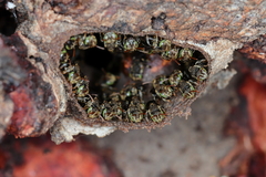 Nannotrigona testaceicornis