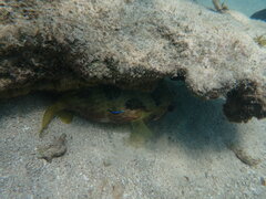 Diodon liturosus