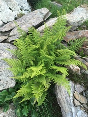 Athyrium distentifolium