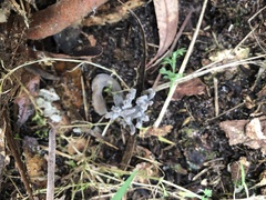 Clavulina cinerea
