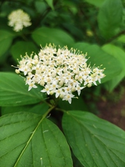 Cornus alba