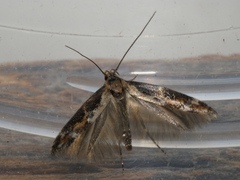 Mompha divisella