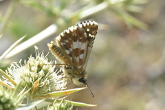 Pyrgus cirsii
