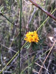 Pultenaea myrtoides
