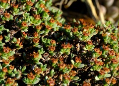 Antimima minutifolia