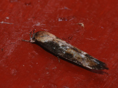 Mompha divisella