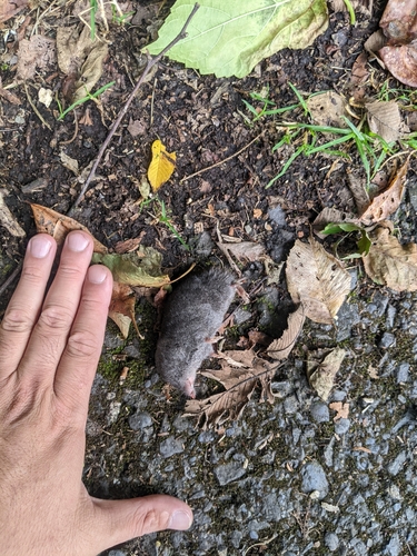 Taiwanese Mole Shrew