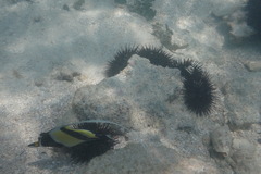 Zanclus cornutus