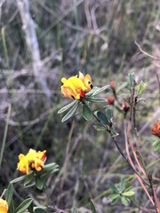Pultenaea myrtoides