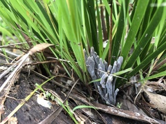 Clavulina cinerea