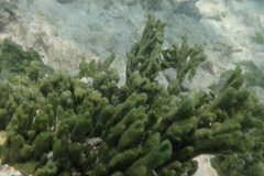 Codium