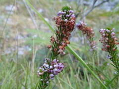 Erica vagans