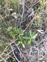 Pultenaea myrtoides