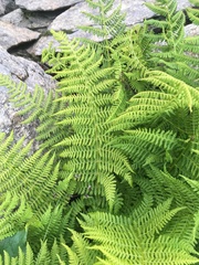 Athyrium distentifolium