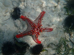 Protoreaster lincki