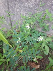 Galega officinalis
