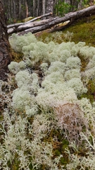 Cladonia stellaris