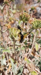 Libelloides rhomboideus cretensis