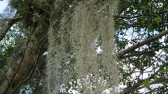 Tillandsia usneoides