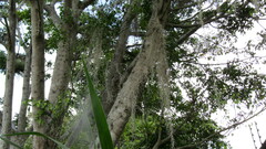 Tillandsia usneoides